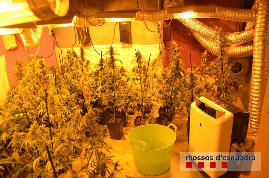 Els Mossos detenen quatre persones i comissen 250 plantes de marihuana en un edifici ocupat il·legalment a Blanes