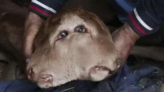 Un ternero con dos cabezas que sobrevive más de dos días: insólito parto en una ganadería de Zamora