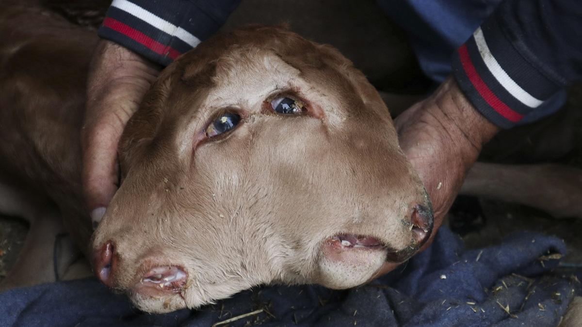 Ternero de dos cabezas en Zamora.