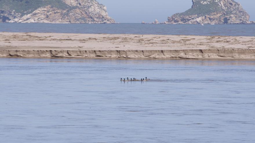 La sequera i l’explotació dels rius amenacen la vida marina