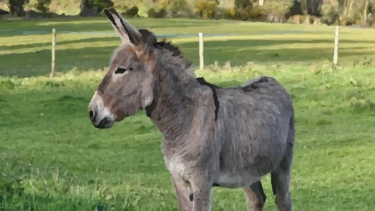 El burro de Berducedo al que el Concello de Moaña busca hogar. |   // FDV