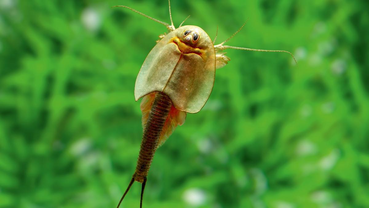 Triops longicaudatus: centenares de extrañas criaturas 'prehistóricas ...
