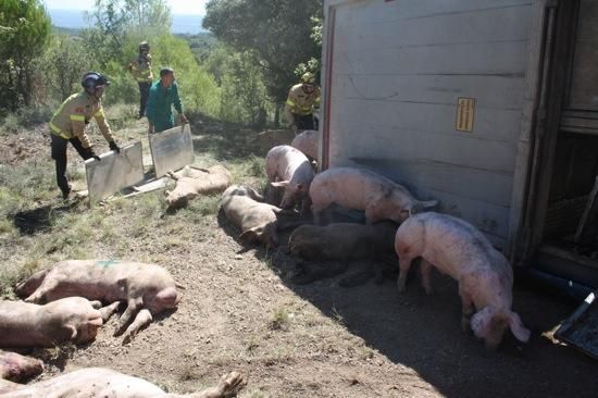 Un camió de porcs s''estavella a l''Espunyola