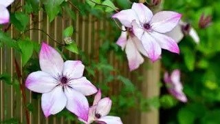 Las plantas trepadoras que menos ensucian: para terrazas y jardines bonitos, limpios y sin complicaciones