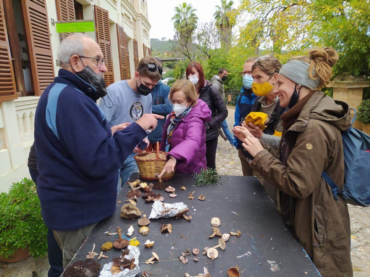 Temporada prolífica para la recolección de setas en la Serra de Tramuntana Temporada prolífica para la recolección de setas en la Serra de Tramuntana