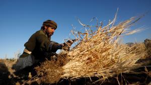 Un agricultor yemení cosecha tallos de trigo de forma tradicional durante la temporada de cosecha en un campo en Sana’Äôa.