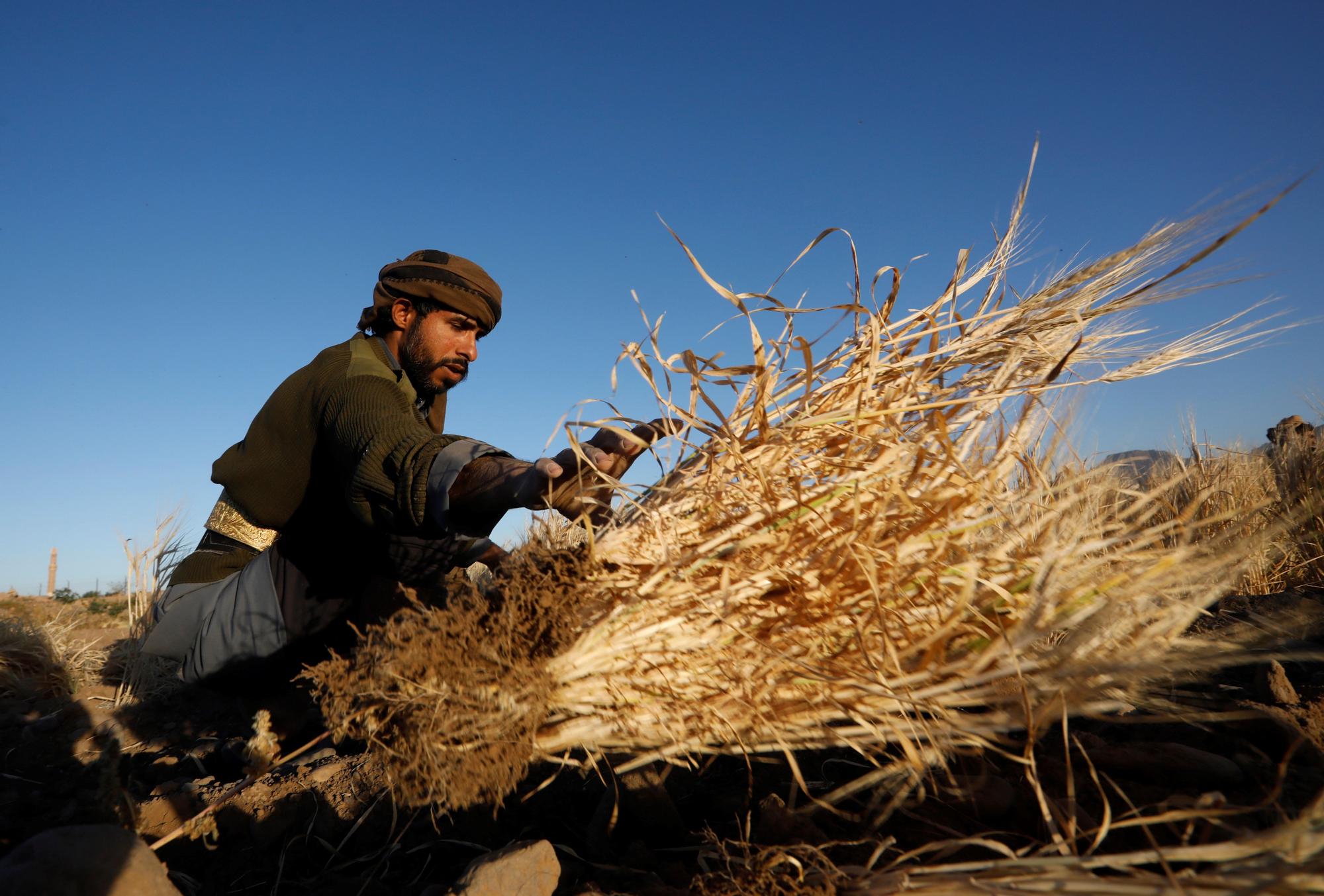 Un agricultor yemení cosecha tallos de trigo de forma tradicional durante la temporada de cosecha en un campo en Sana'Äôa.