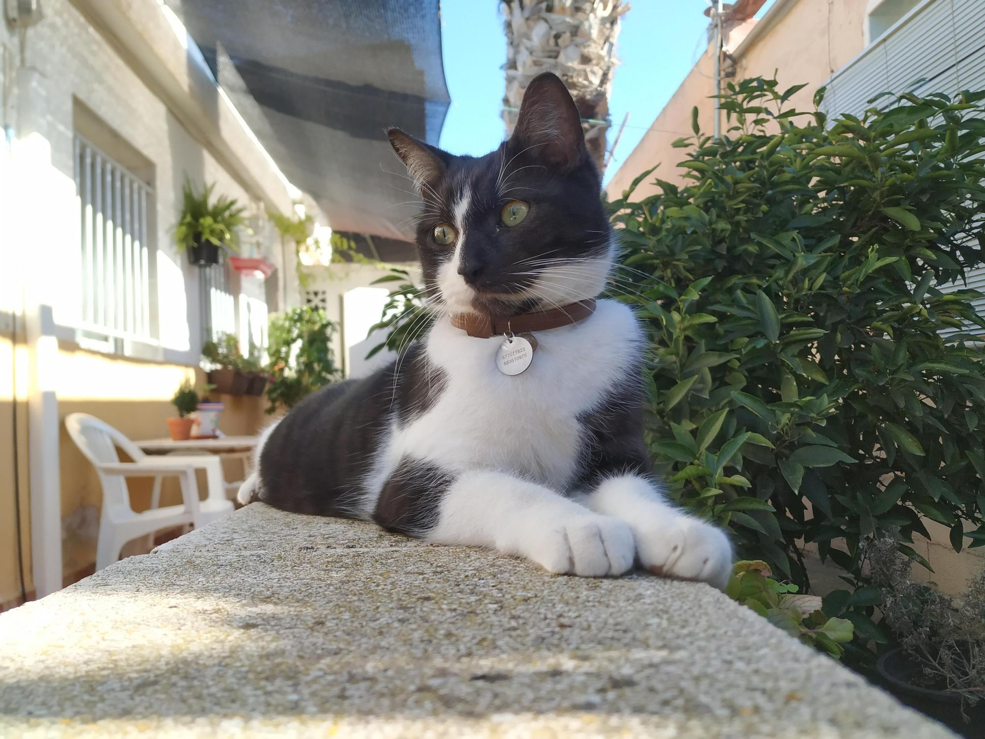 Vecinos de Crevillent denuncian después de que su gato apareciera con un tiro de perdigón en la cabeza