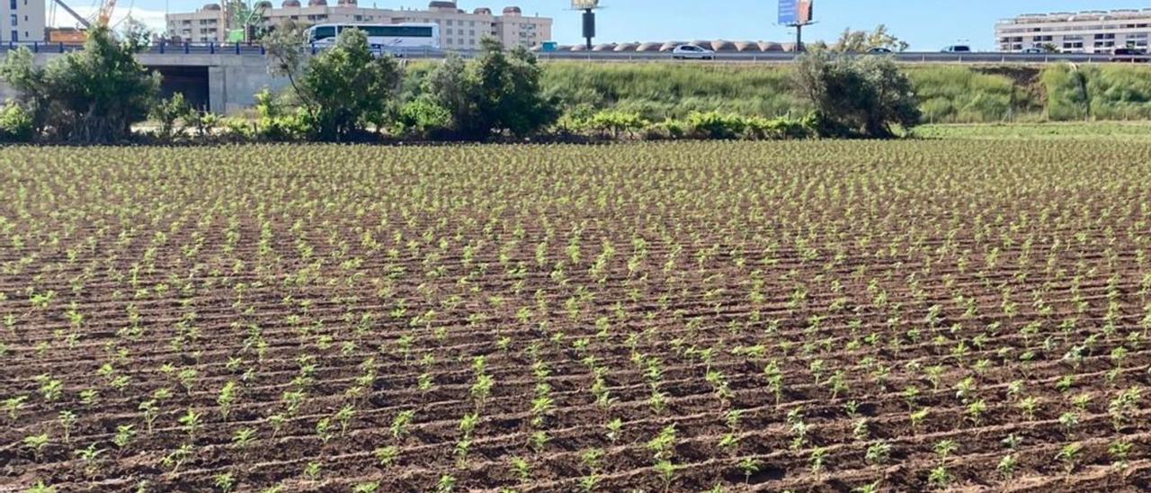 Así se ven en la actualidad 
los campos de clavellón de la 
Batalla de Flores. |   M.D.