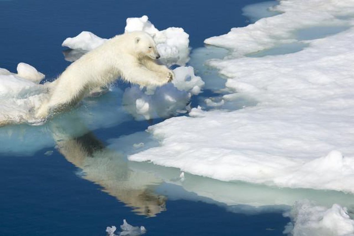 Un ós polar salta d’una llenca de gel a una altra.