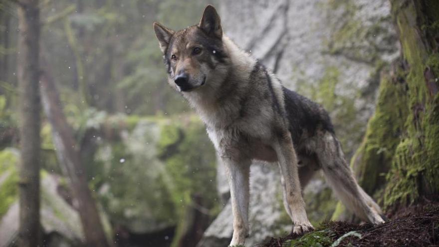Organizaciones ecologistas convocan una concentración en Gijón en defensa del lobo