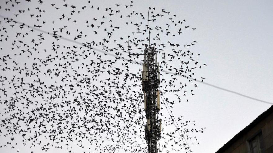 Los estorninos ya invaden el cielo de Pontevedra