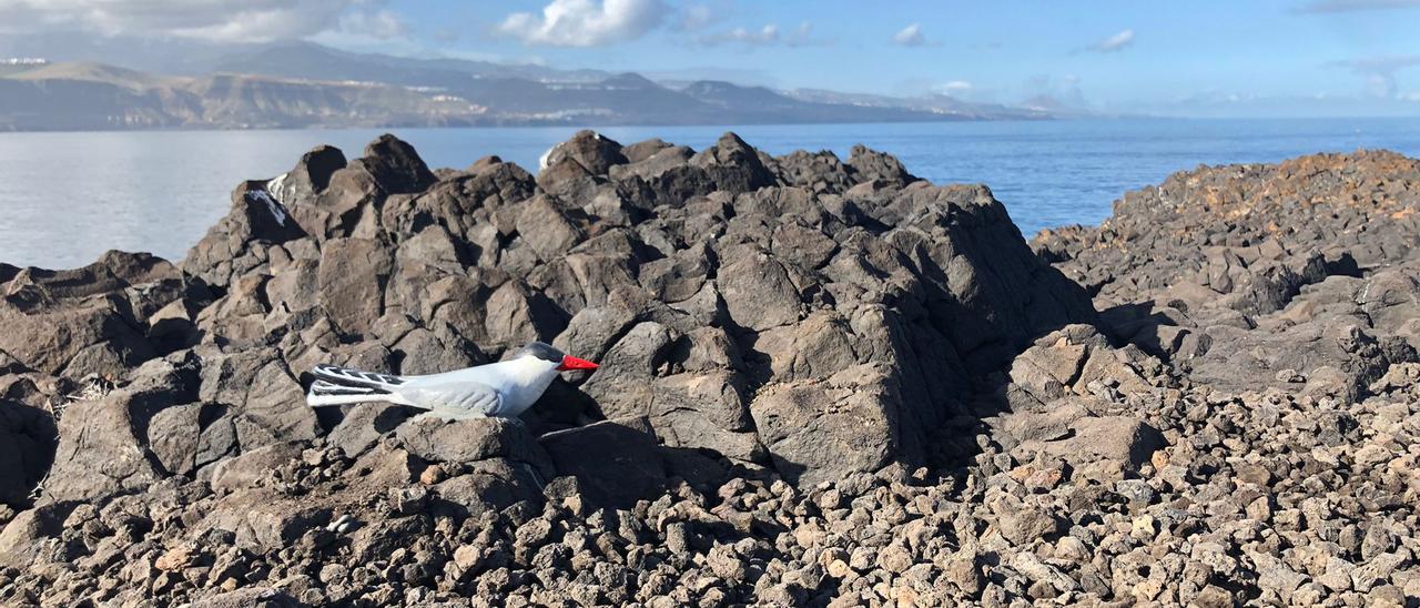 Alfombra de picón para los charranes