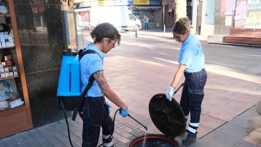 Control de plagas en Las Palmas de Gran Canaria: 220 desratizaciones y desinsectaciones en un mes