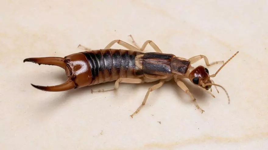 VÍDEO | Tijeretas en Mallorca: el insecto con pinzas que aparece en casas y jardines y no debes confundir con una cucaracha