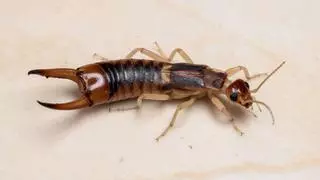 Tijeretas en Mallorca: el insecto con pinzas que aparece en casas y jardines y no debes confundir con una cucaracha