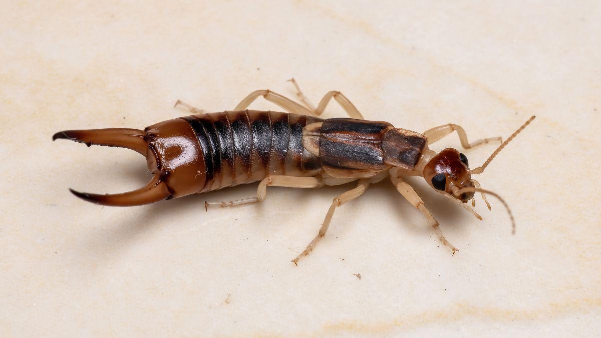 PLAGAS EN MALLORCA | Tijeretas en Mallorca: el insecto con pinzas que aparece en casas y jardines y no debes confundir con una cucaracha