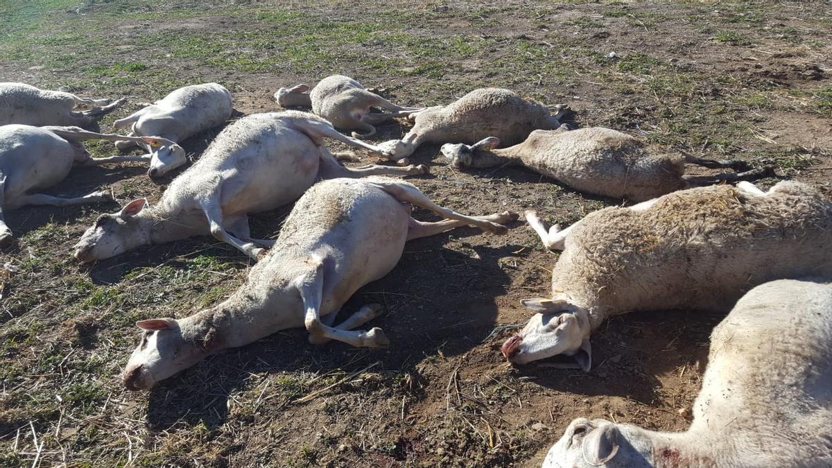 Diez de las ovejas muertas por el ataque de lobos en Aras de los Olmos.