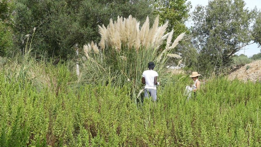 Declaran la guerra al plumero de la Pampa en el delta del Ebro