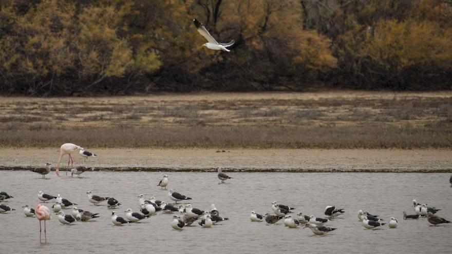 Los humedales más importantes de la provincia albergan hasta 16 especies de aves.