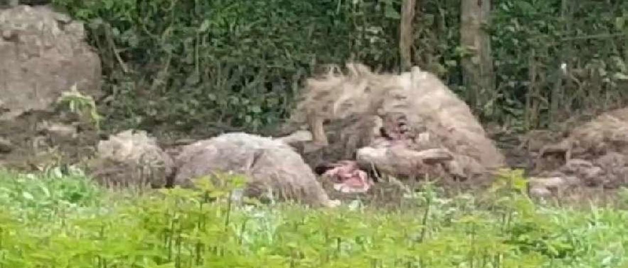 Ovejas muertas tras el ataque en la finca de Los Llanos, en Morcín.