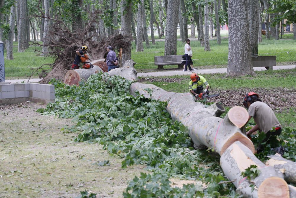 Cau un plàtan de 62 metres al parc de la Devesa