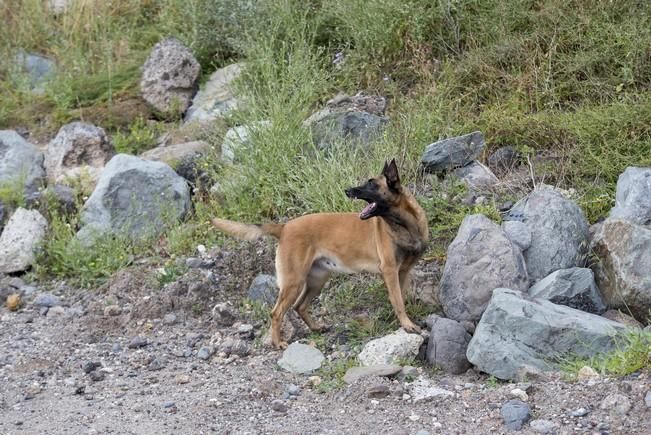 Reportaje a la Unidad Canina de la Policia ...