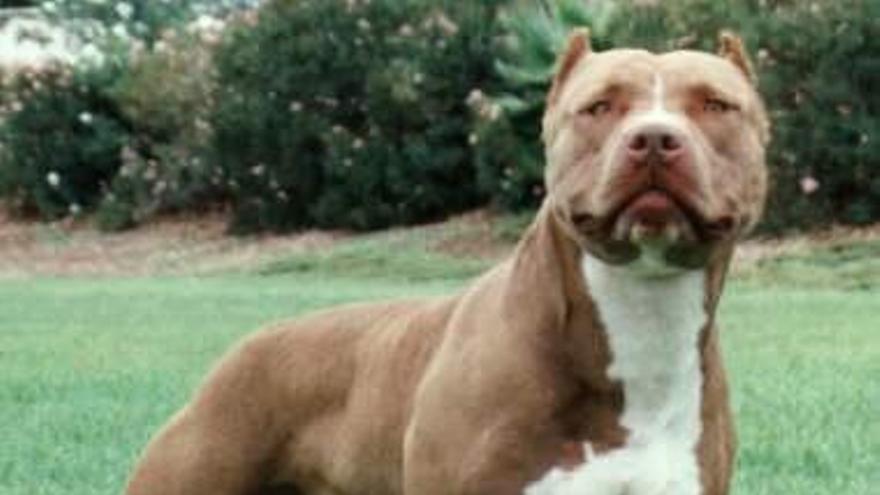 El pitbull terrier, entre las 8 razas de perros potencialmente peligrosos.