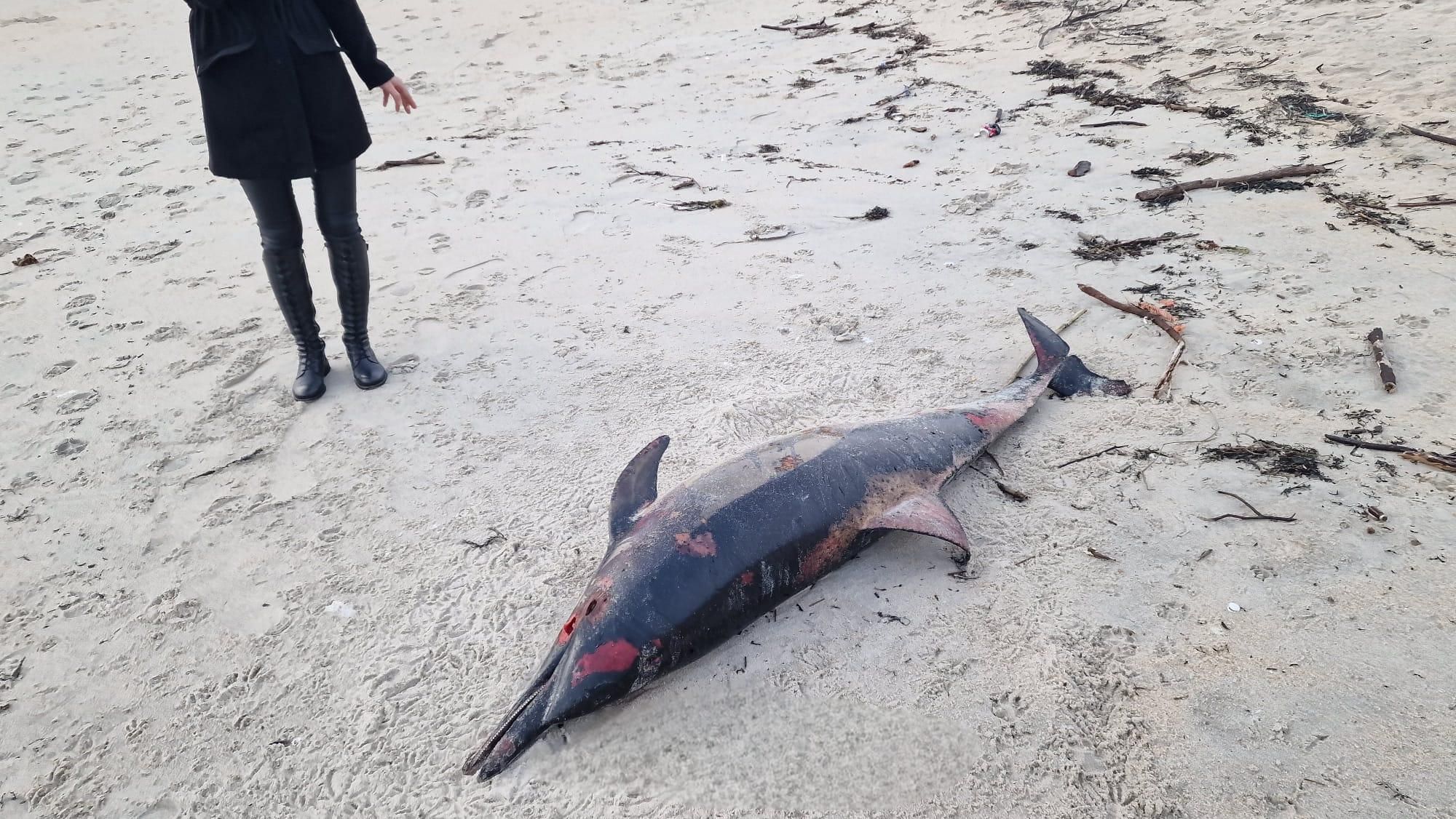 Arribada masiva de delfines muertos en las Rías Baixas
