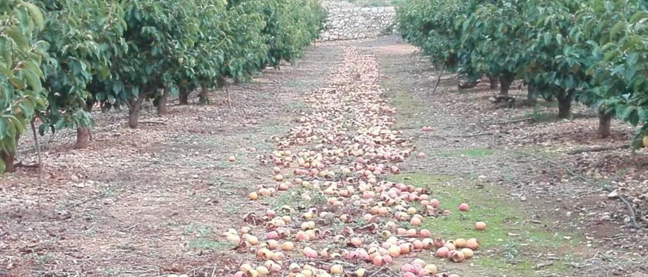 Los daños del pedrisco sumen al sector agrícola de Llombai en la desesperanza