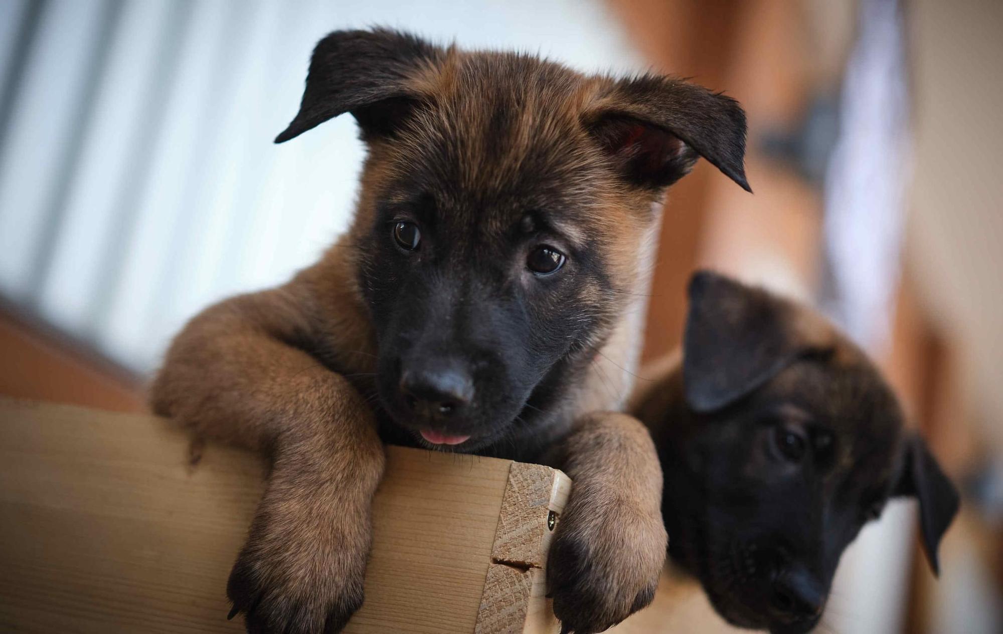Estos son los nuevos cachorros de la Unidad Canina de la Policía Local de Santa Cruz
