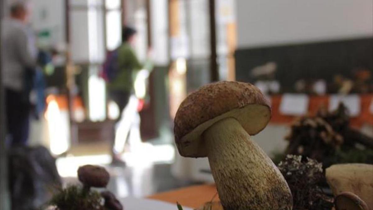 Imagen del Jardín Micológico La Trufa.