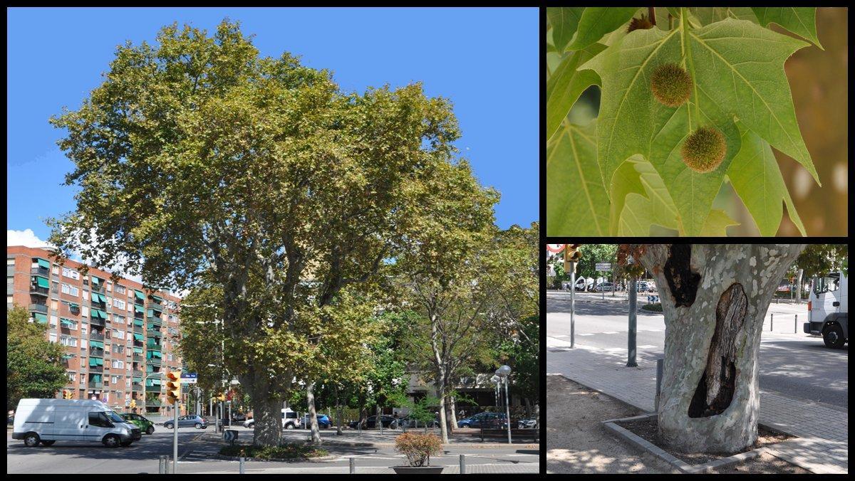 ficha-ob-platanus-prim-barcelona ficha-ob-platanus-prim-barcelona