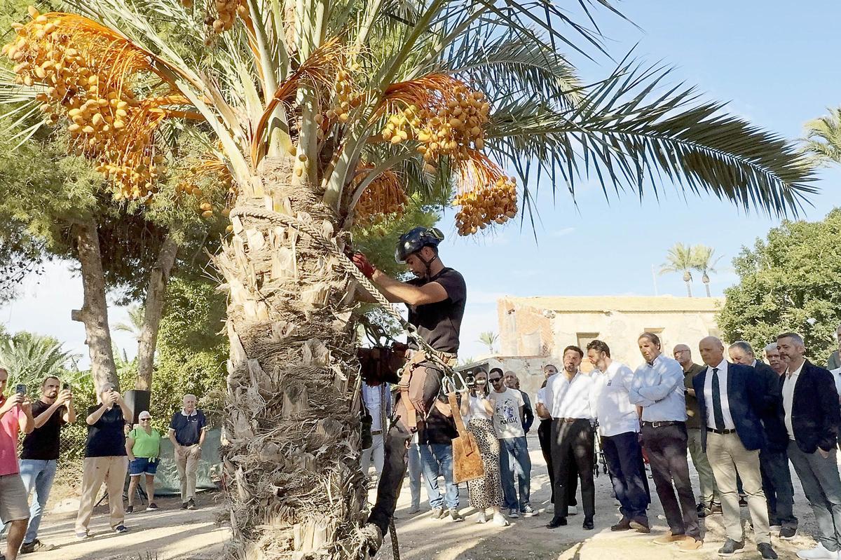 Una imagen de la última campaña del dátil en Elche