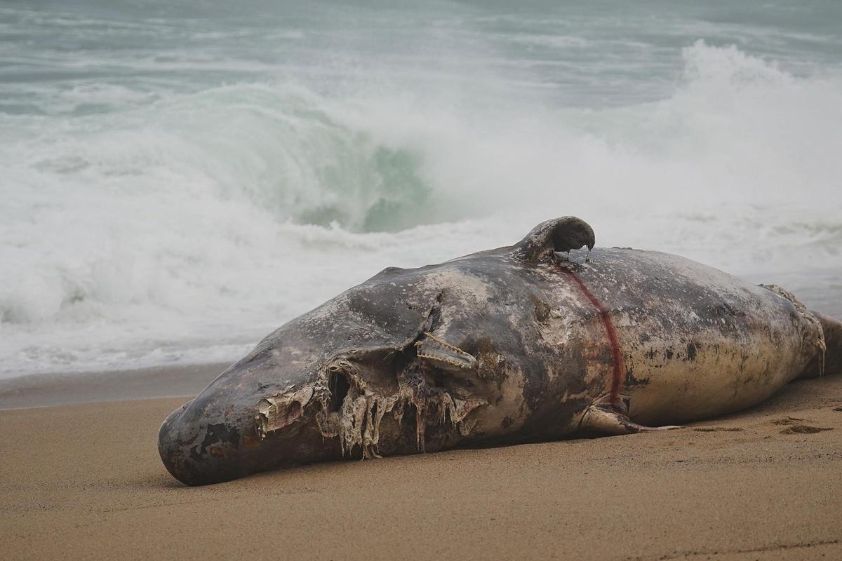 Imatges de la balena morta arrossegada pel temporal a la costa de Platja d'Aro