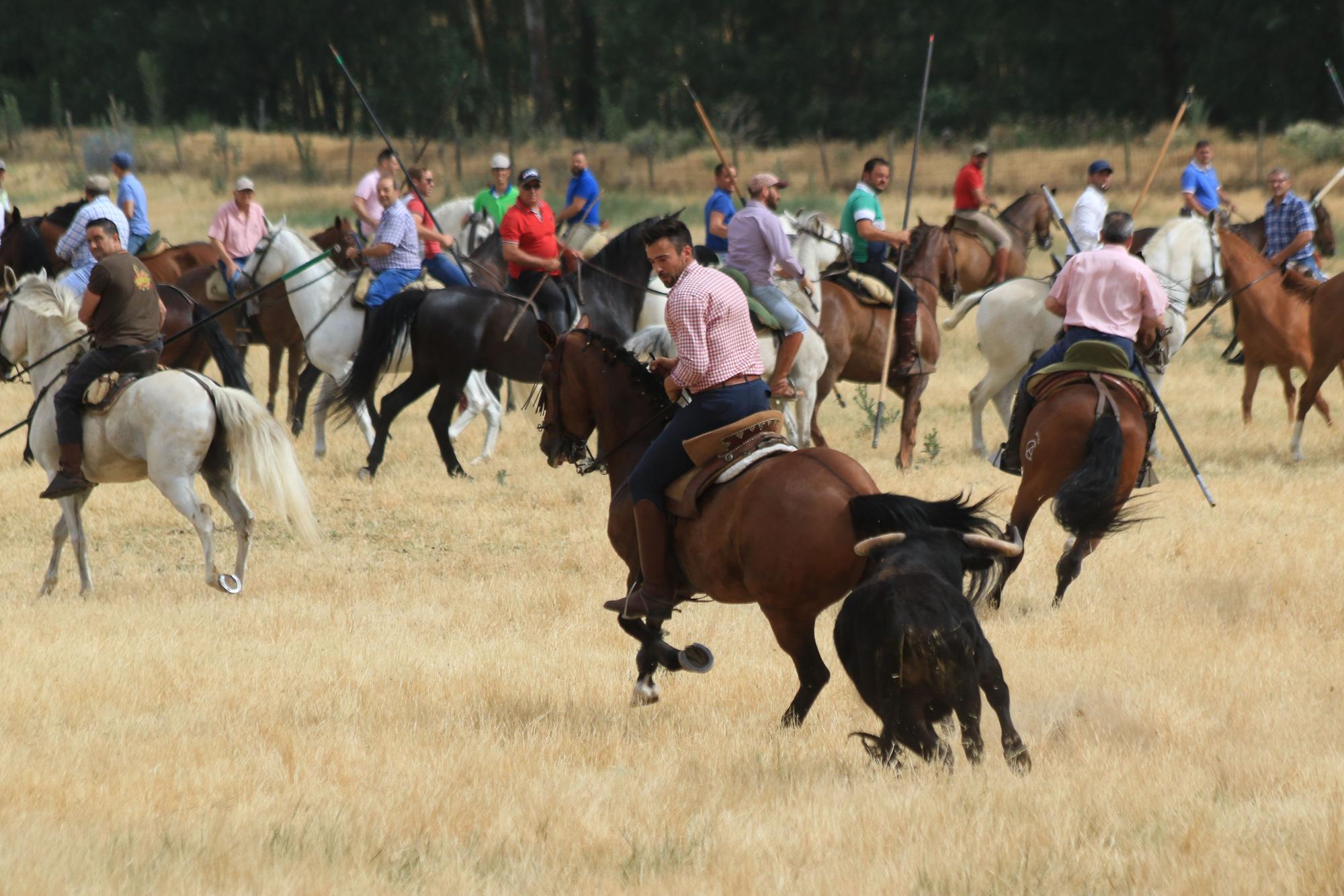 GALERÍA | Encierro mixto en Vadillo de la Guareña