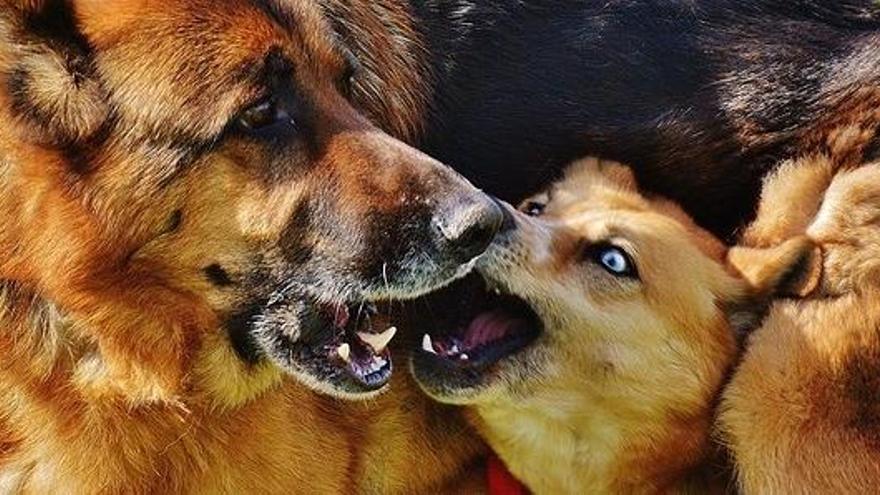 Separar a dos perros en plena pelea