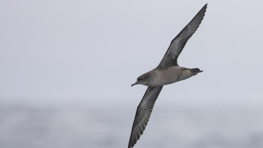 Las olas de calor marinas están matando millones de aves en el planeta