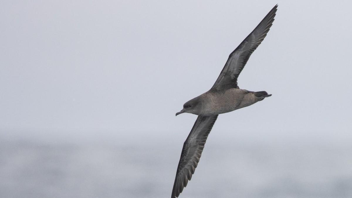 Una pardela colicorta, la especie más afectada por el último episodio de mortandad de aves marinas