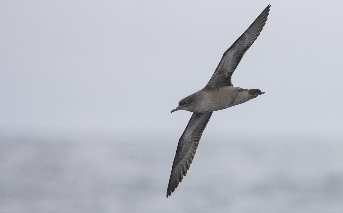 Una pardela colicorta, la especie más afectada por el último episodio de mortandad de aves marinas