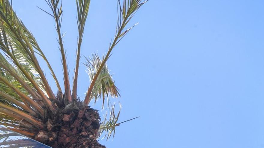 Una palmera se estrella contra un edificio en la Alameda de Colón