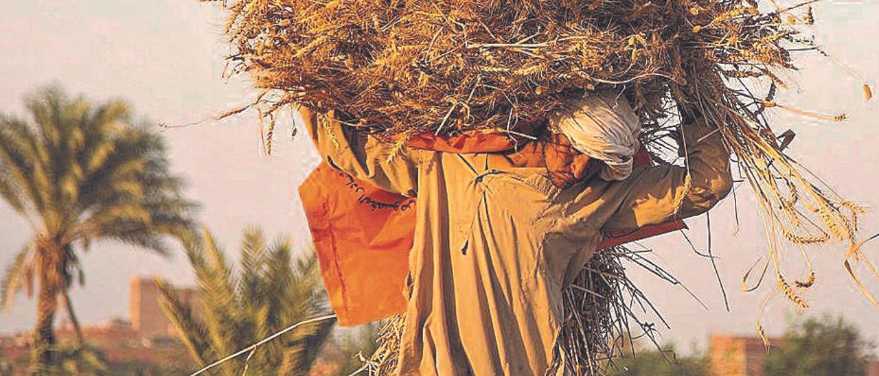 Un trabajador carga fardos de trigo cosechado en una granja en la región egipcia de El Fayum, el pasado mayo. Islam Safwat / Bloomberg