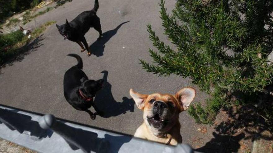 Tres dels gossos del veí de la víctima