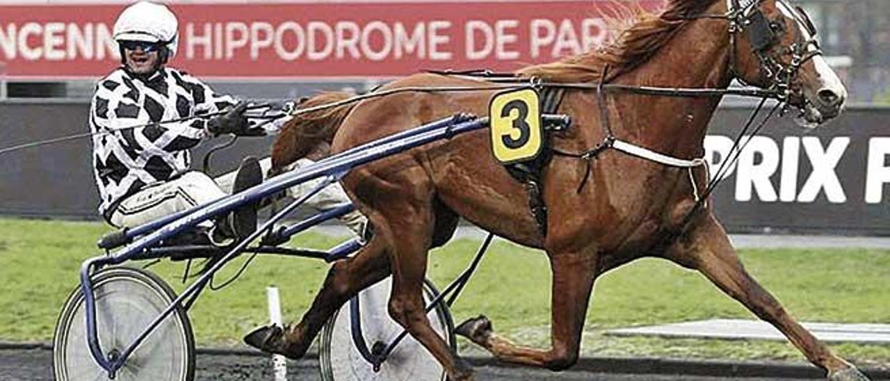 El alazán Guerrier Royal, con Guillem Roig, en su reciente segunda plaza en París-Vincennes.