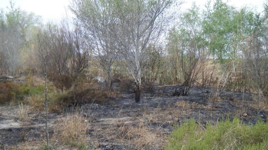 El paraje natural ubicado a orillas del Segura ha vuelto a ser castigado por el fuego.