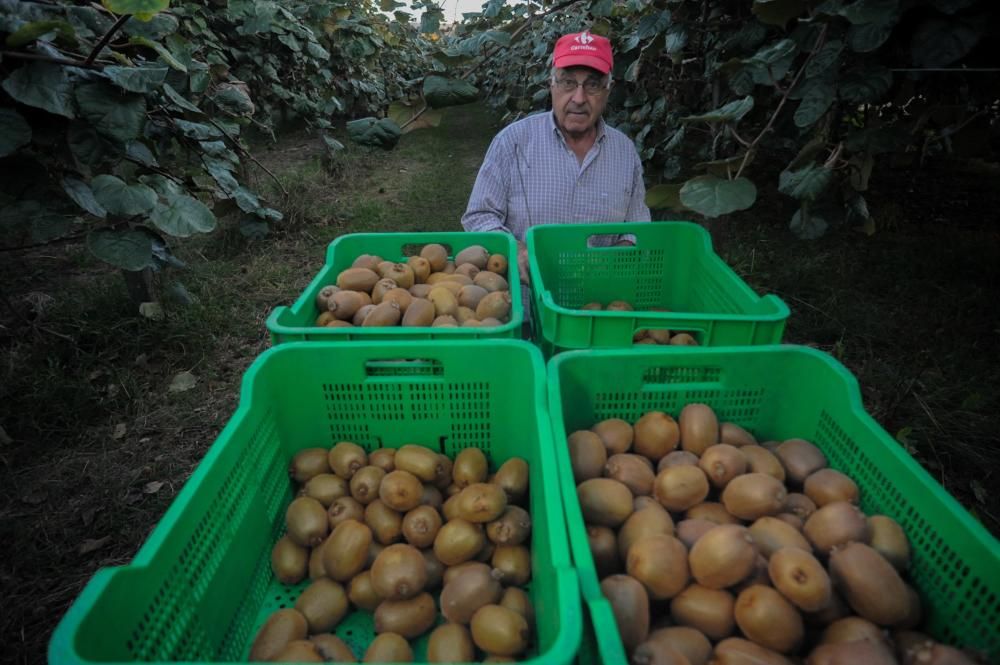 Arranca la campaña de recogida del kiwi