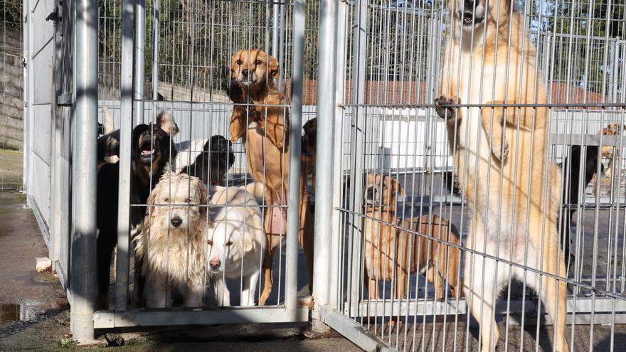 Zendal y CSIC desarrollan una nueva vacuna contra la leishmaniasis canina