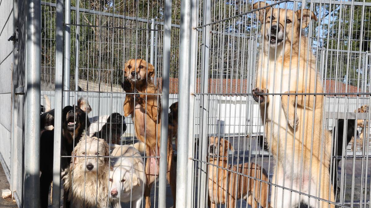 Perros en la protectora municipal de Vigo.