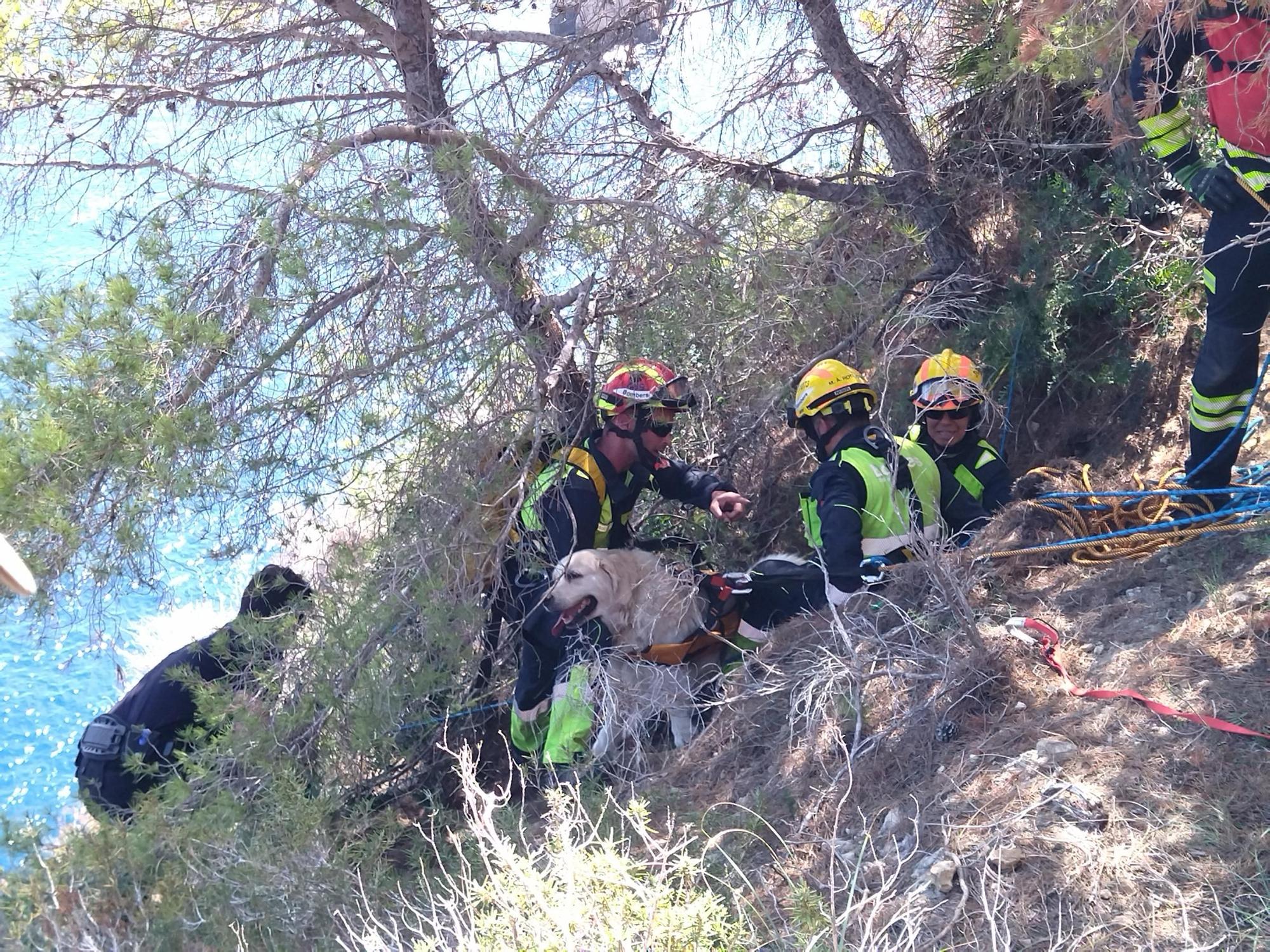 Las imágenes del rescate del perro que ha caído de 30 metros en el acantilado de Xàbia