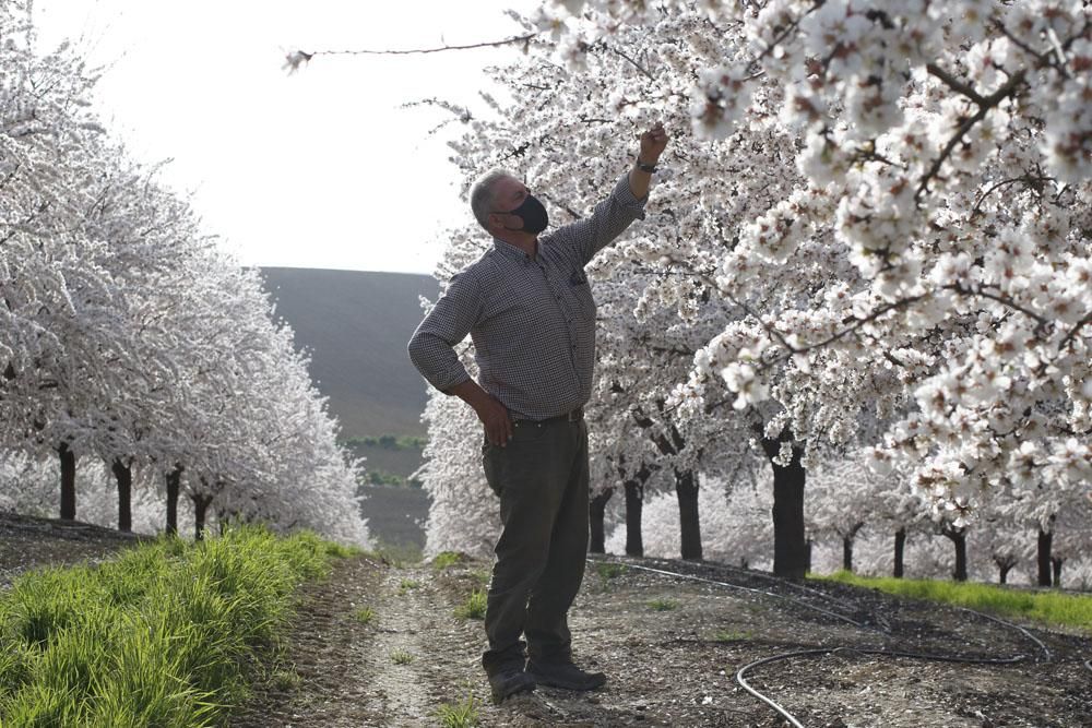 Almendros en flor, un espectáculo de la naturaleza